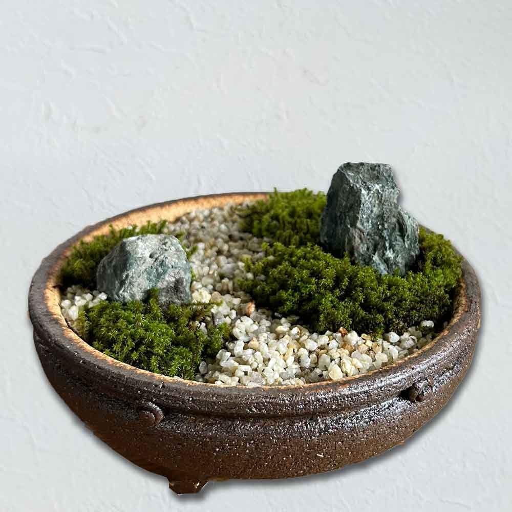 Amazon.co.jp: 小さな世界で雄大な景色を【苔盆栽（信楽焼鉢）】 : DIY